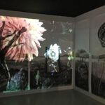 Online Artist Talk: Penny Hallas - 17th February 2026